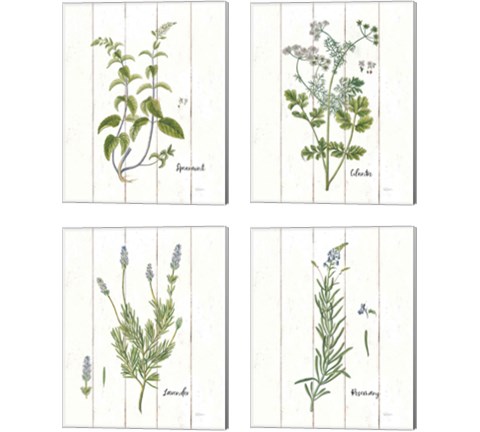 Cottage Herbs 4 Piece Canvas Print Set by Sue Schlabach