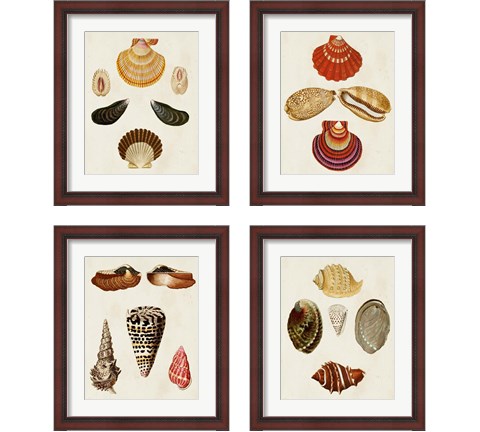 Knorr Shells 4 Piece Framed Art Print Set by George Wolfgang Knorr