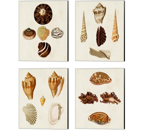 Knorr Shells 4 Piece Canvas Print Set by George Wolfgang Knorr