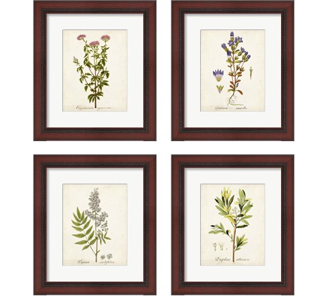 Antique Herb Botanical 4 Piece Framed Art Print Set