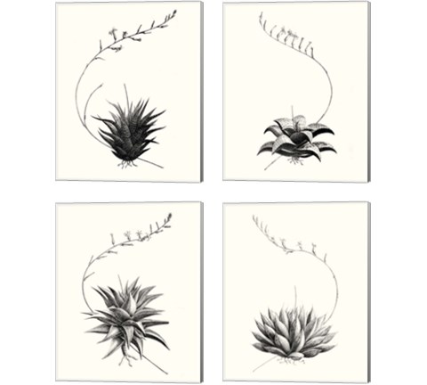 Graphic Succulents 4 Piece Canvas Print Set by Vision Studio
