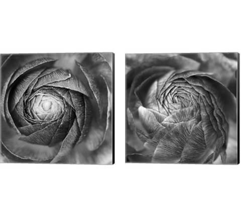 Ranunculus Abstract BW 2 Piece Canvas Print Set by Laura Marshall
