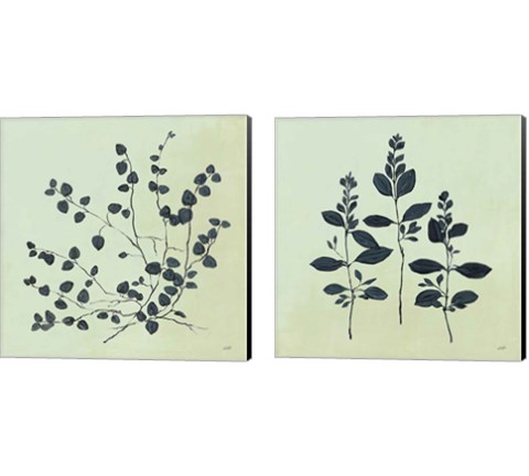 Botanical Study Sage 2 Piece Canvas Print Set by Julia Purinton