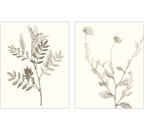Neutral Botanical Study 2 Piece Art Print Set by Vision Studio