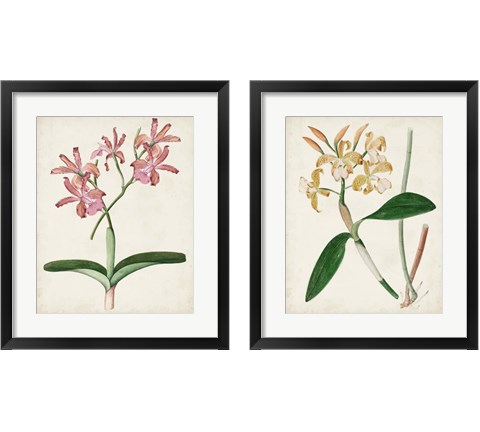 Orchid Pair 2 Piece Framed Art Print Set