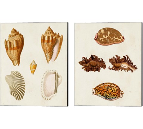 Knorr Shells 2 Piece Canvas Print Set by George Wolfgang Knorr