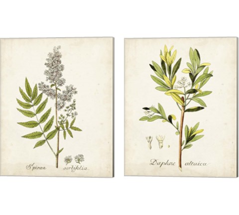 Antique Herb Botanical 2 Piece Canvas Print Set