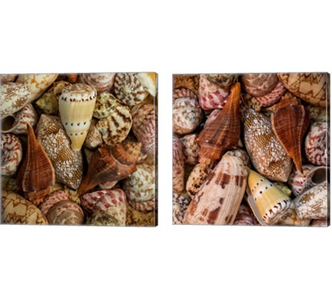 Mini Conch Shells 2 Piece Canvas Print Set by Andy Amos