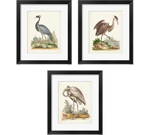 Antique Heron & Cranes 3 Piece Framed Art Print Set by George Edwards