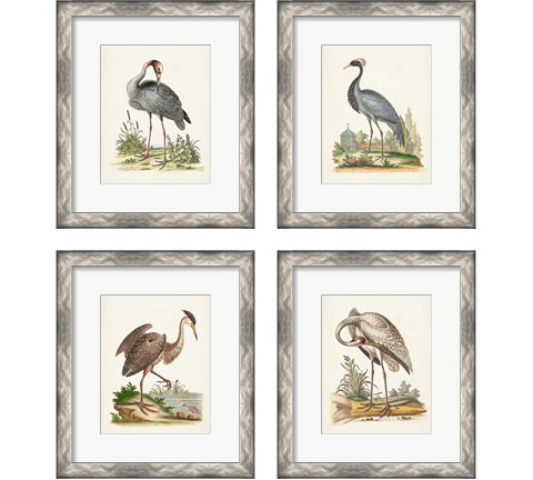 Antique Heron & Cranes 4 Piece Framed Art Print Set by George Edwards