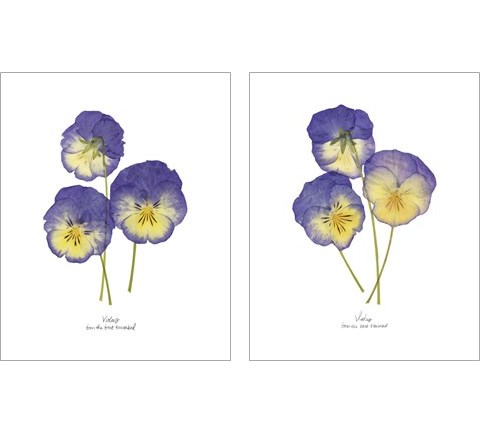Pressed Violas 2 Piece Art Print Set by Grace Popp