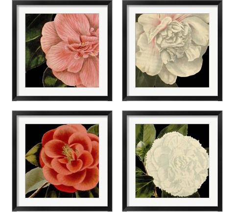 Dramatic Camellia 4 Piece Framed Art Print Set by Vision Studio