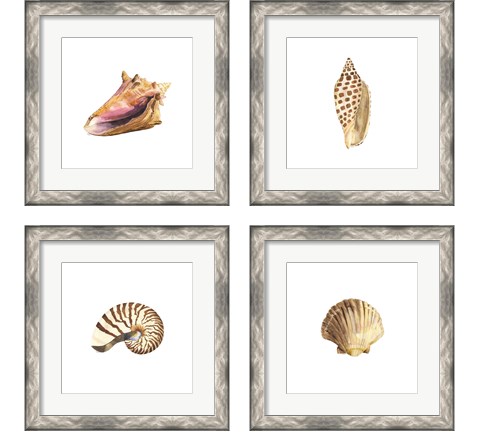 Oceanum Shells White 4 Piece Framed Art Print Set by Tara Reed
