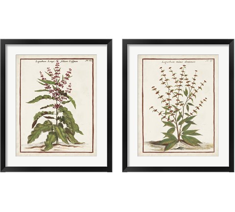 Munting Botanicals 2 Piece Framed Art Print Set by Abraham Munting