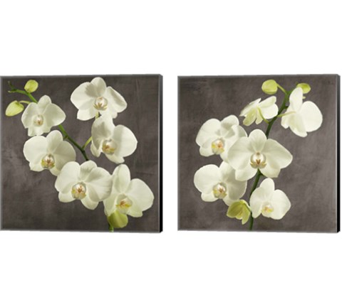 Orchids on Grey Background 2 Piece Canvas Print Set by Andrea Antinori