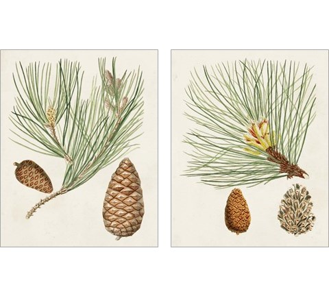 Antique Pine Cones 2 Piece Art Print Set