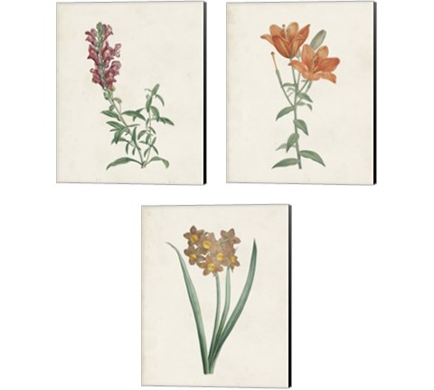 Classic Botanicals 3 Piece Canvas Print Set by Pierre-Joseph Redoute