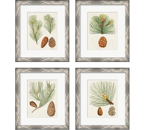 Antique Pine Cones 4 Piece Framed Art Print Set