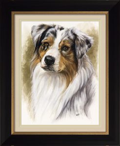 Australian Shepherd by Barbara Keith framed in Formal Black with Gold Accent and a double mat