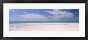 Seagulls on St. Armands Key beach