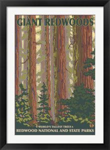 Redwood National Park Poster