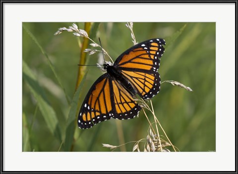 "Orange And Black Butterfly In Greenery" by Gordon Semmens? It's a Monarch!