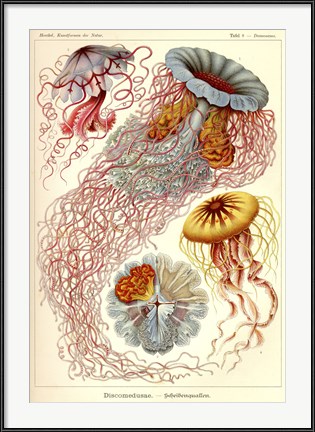 Jellyfish, Discomedusae by Print Collection