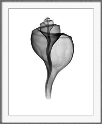 Giant (Channel) Whelk X-Ray by Bert Myers