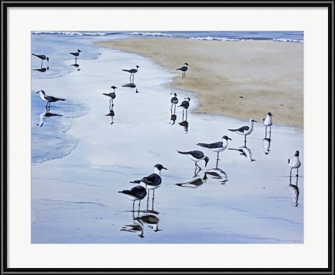 Seagull Art: Many Birds by Patrick Sullivan