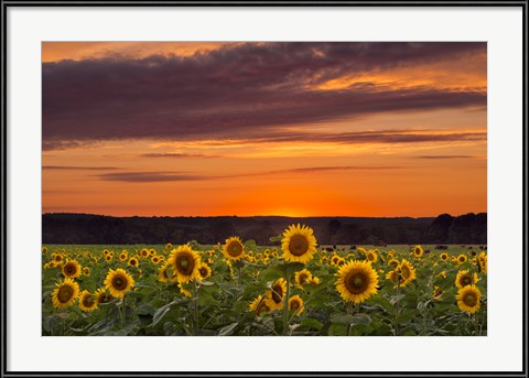 Sunset photographs are warm and inviting kitchen art choices
