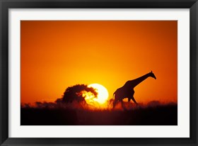 Framed Giraffe Walks Past Setting Sun, Chobe River, Chobe National Park, Botswana