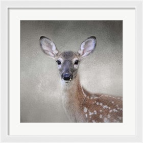 Framed Little Miss Lashes White Tailed Fawn