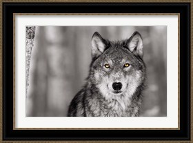 Framed Pop of Color Wolf