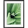 Kathy Mansfield - Green Leaf Blooms II (R1001357-AEAEAGOFDM)