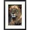 Niassa Lion Project - Cape Lion (R1001797-AEAEAGOFDM)