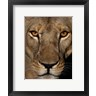 Niassa Lion Project - Golden Eyes (R1001798-AEAEAGOFDM)