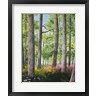 James Redding - Enchanted Forest (R1002243-AEAEAGOFDM)