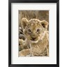 Janet Muir / DanitaDelimont - Okavango Delta, Botswana A Close-Up Of A Lion Cub (R1003551-AEAEAGOFDM)