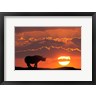 Jaynes Gallery / Danita Delimont - Kenya, Masai Mara Composite Of White Rhino Silhouette And Sunset (R1003557-AEAEAGOFDM)