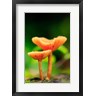 Paul Dymond / DanitaDelimont - Bright Orange Mushrooms, Queensland Rainforest At Babinda, Australia (R1003592-AEAEAGOFDM)