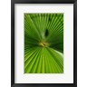 Paul Dymond / DanitaDelimont - Pattern On Palm Leaf, Cairns Botanic Gardens, Queensland, Australia (R1003598-AEAEAGOFDM)