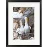 Martin Zwick / Danita Delimont - Northern Gannet, Hermaness Bird Reserve, Unst Island, Scotland (R1003732-AEAEAGOFDM)
