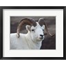 John Ford / DanitaDelimont - Alaska, Denali, National Park, Big Horn Sheep (R1003853-AEAEAGOFDM)