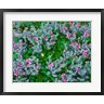 John Barger / DanitaDelimont - Wildflowers Near The Redwood NP (R1003907-AEAEAGOFDM)