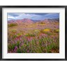 John Barger / DanitaDelimont - Cottonwood Mountain Landscape, Joshua Tree NP, California (R1003918-AEAEAGOFDM)