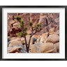 John Barger / DanitaDelimont - Lone Joshua Trees Growing In Boulders, Hidden Valley, California (R1003919-AEAEAGOFDM)
