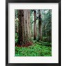 John Barger / DanitaDelimont - Prairie Creek Redwoods Sp, California (R1003931-AEAEAGOFDM)