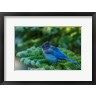 Michael Qualls / DanitaDelimont - Steller's Jay Perched On A Fir Bough (R1004032-AEAEAGOFDM)