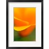 Russ Bishop / DanitaDelimont - Macro Shot Of Golden California Poppy (R1004036-AEAEAGOFDM)