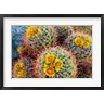 Russ Bishop / DanitaDelimont - Barrel Cactus In Bloom (R1004054-AEAEAGOFDM)
